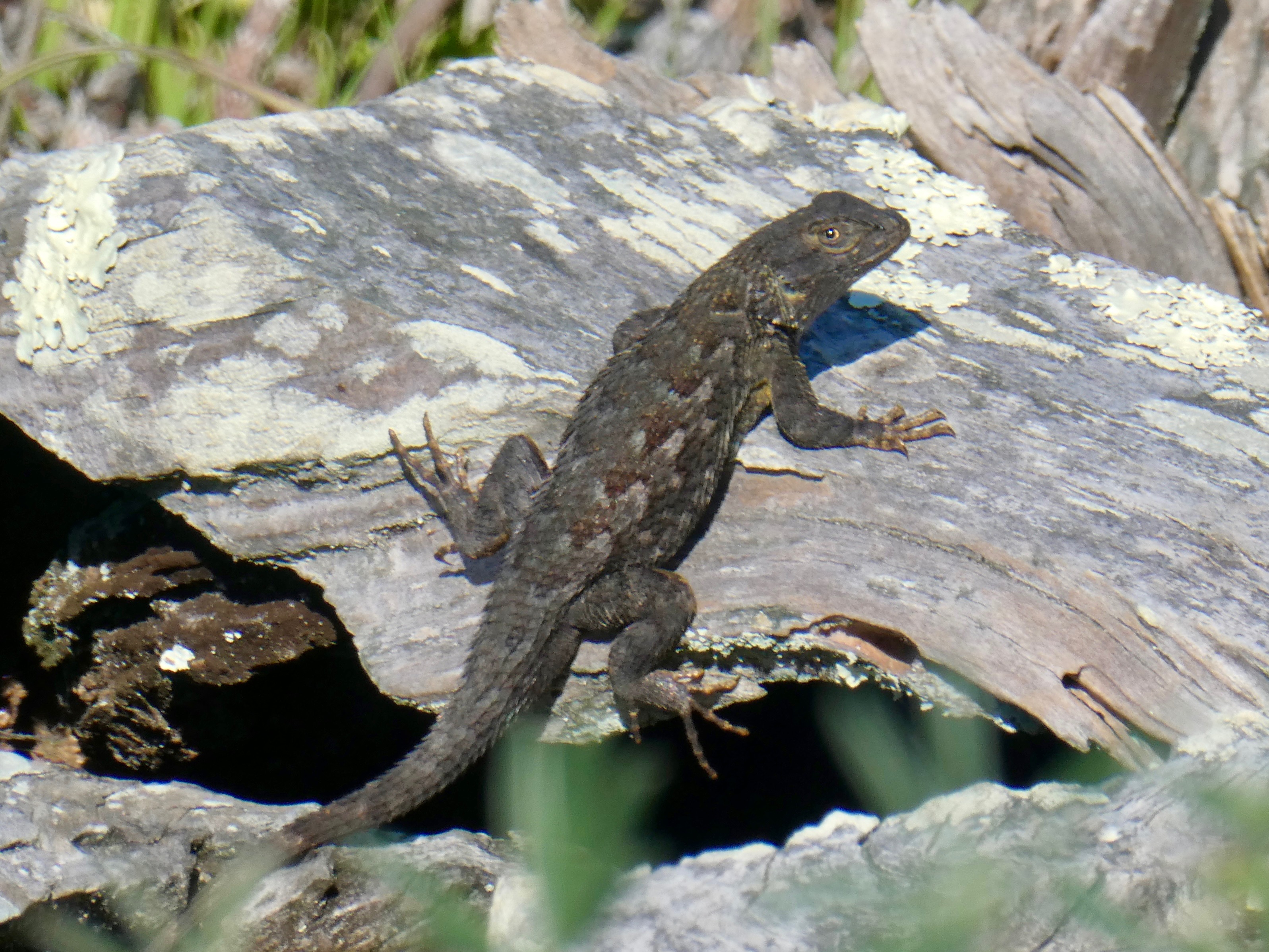 Western fence lizard looking back at me in fear from a sunning spot